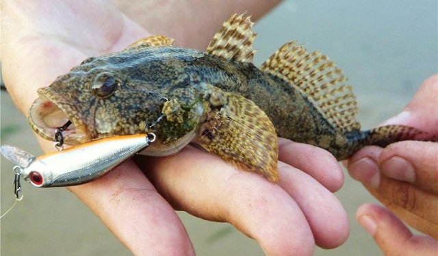 Файл:Ловля бычка.jpg