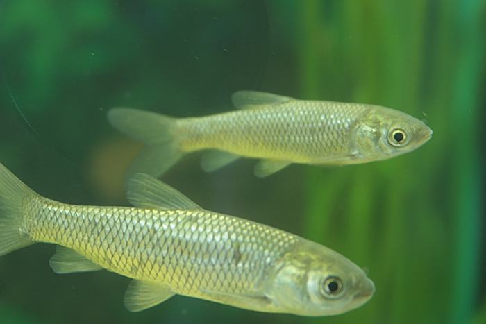 Файл:Мальки белого амура.jpg