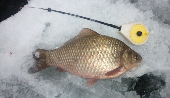 Файл:Ловля карася зимой.jpg