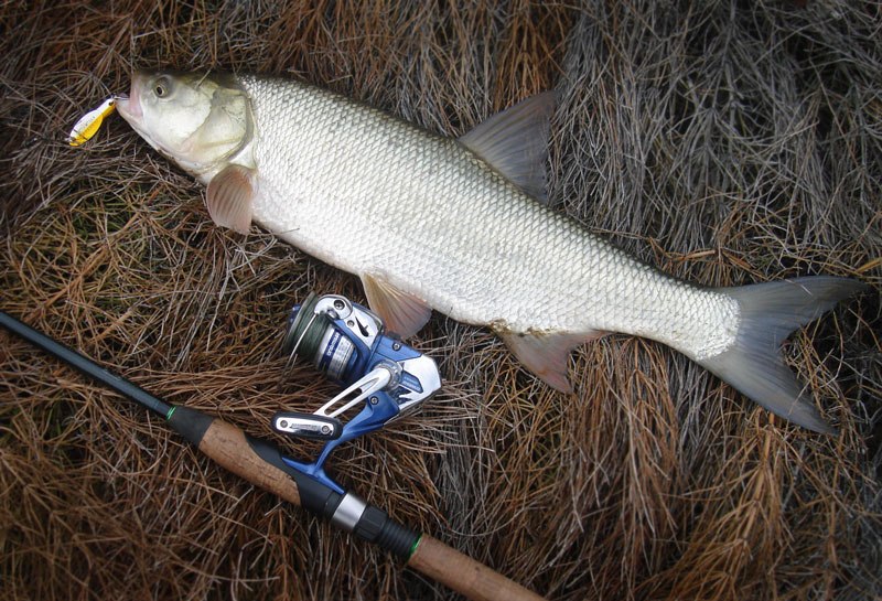 Файл:Жерех на кастмастер.jpg