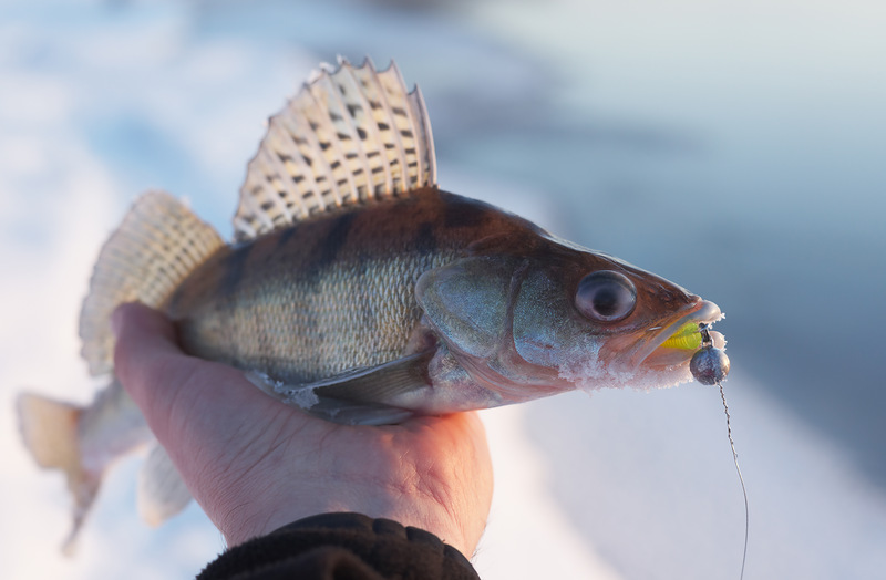 Файл:Судак на джиг.jpg