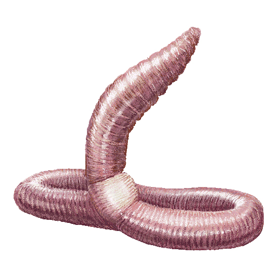 Файл:Земляной червь.jpg