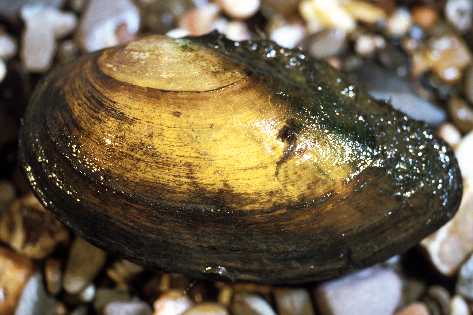 Файл:Мясо моллюсков.jpg