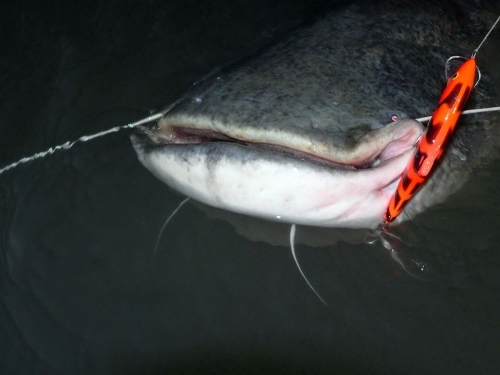 Файл:Сом на воблер.jpg