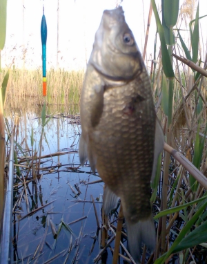 Файл:Карась на поплавочную удочку.jpg