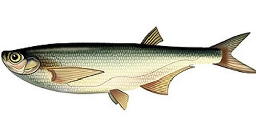 Файл:Чехонь .jpg