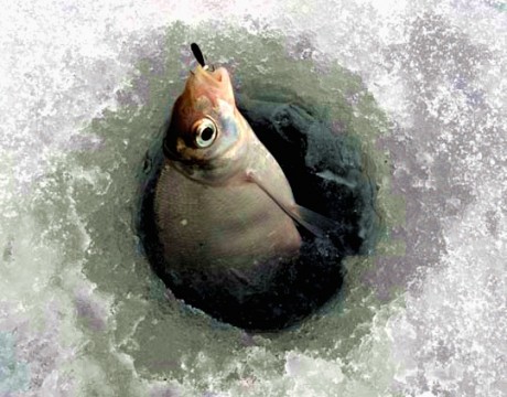 Файл:Ловля густеры зимой.jpg