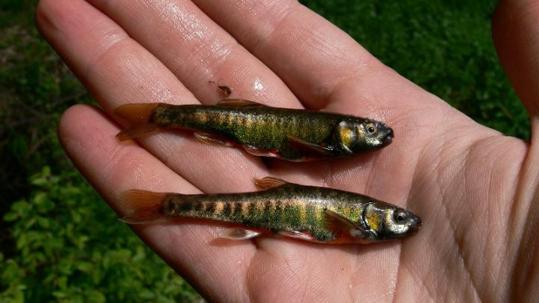 Файл:Ловля гольяна.jpg