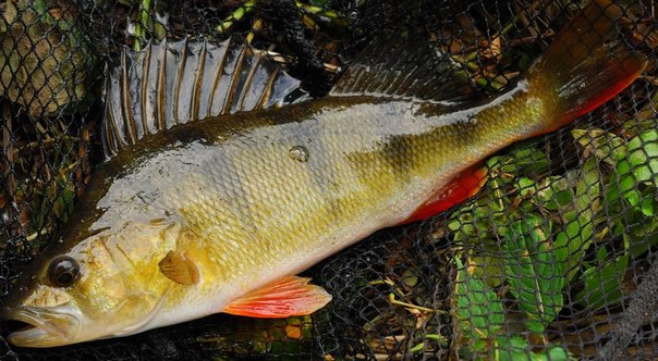 Файл:Красивое фото окуня.jpg