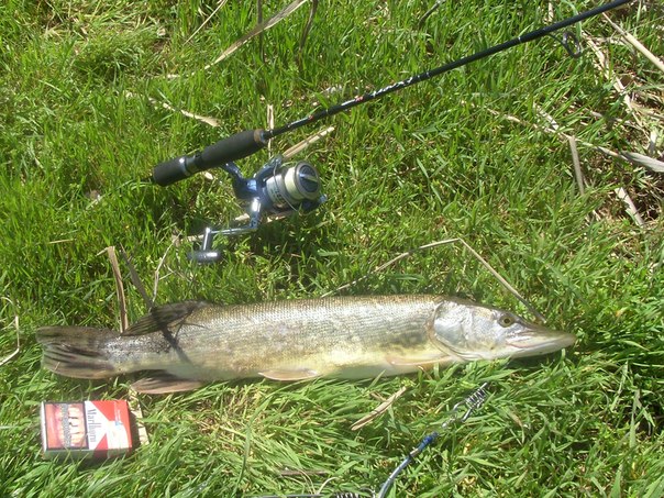 Файл:Щука на ультралайт.jpg