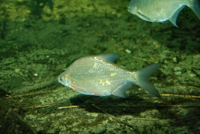 Файл:Густера в водоеме.jpg