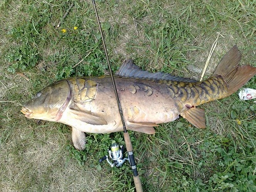Файл:Трофейный карп на спиннинг.jpg