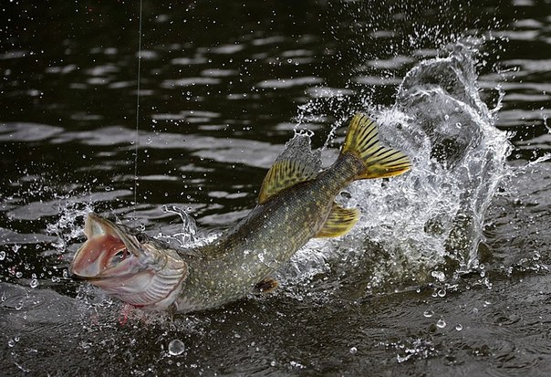 Файл:Борьба щуки.jpg