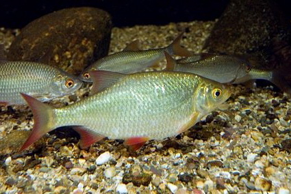 Файл:Образ жизни красноперки.jpg