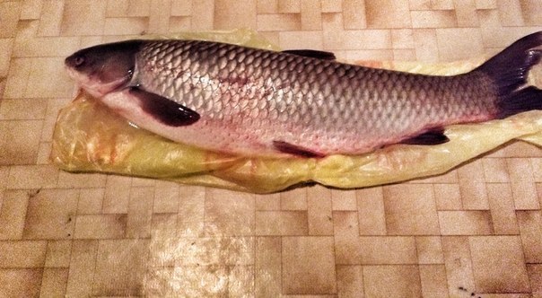 Файл:Белый Амур весом 9 кг.jpg