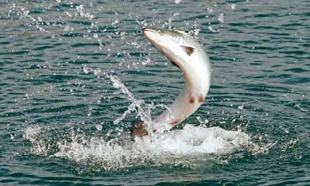 Файл:Ловля лосося.jpeg