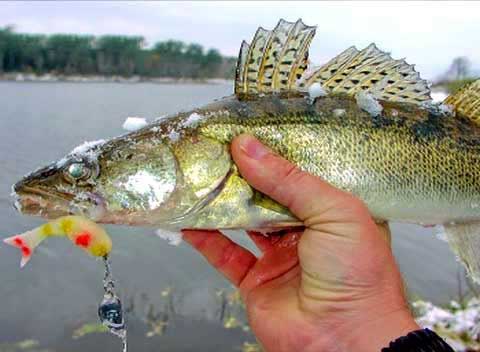 Файл:Зимняя ловля судака на поролоновую рыбку.jpg