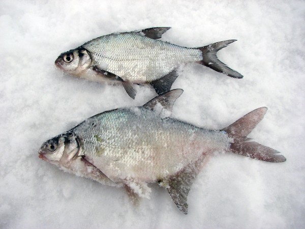 Файл:Отличие леща от подлещика.jpg