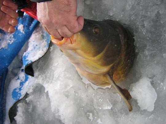 Файл:Зимний карп.jpg