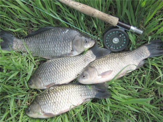 Файл:Ловля карася нахлыстом.jpg