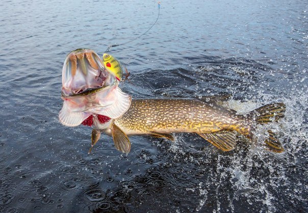 Файл:Вываживание щуки (1).jpg