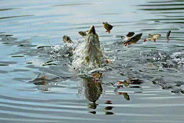 Файл:Охота щуки.jpg