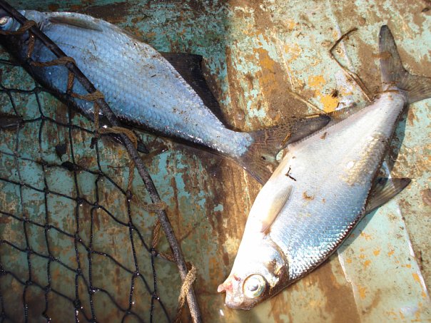 Файл:Две густерки.jpg