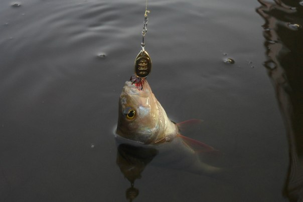 Файл:Окунь на вращалку (1).jpg
