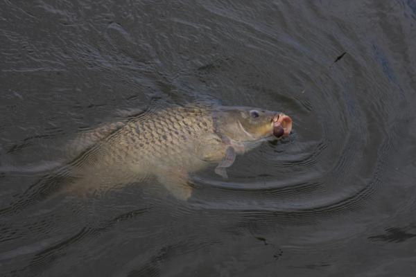 Файл:Вываживание карпа.jpg