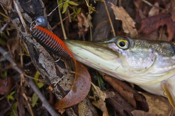 Файл:Щука на твистер.jpg