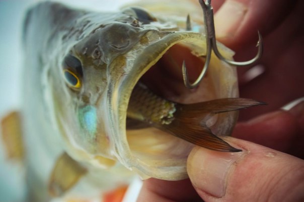 Файл:Окунь рыба жадная.jpg