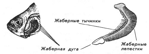 Файл:Строение жабер у рыб.jpg