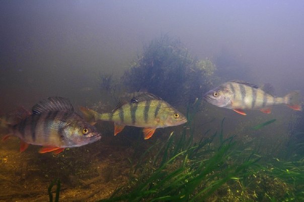 Файл:Фото окуневой стаи.jpg