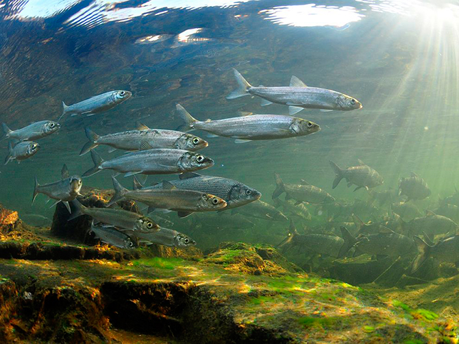 Файл:Рыба омуль.jpg