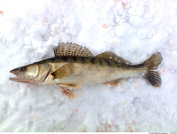 Файл:Судак зимой.jpg