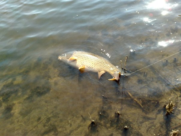 Файл:Карпа за хвост.jpg