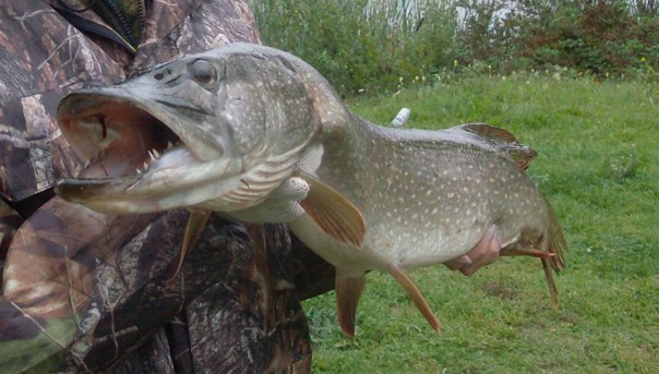Файл:Трофейная щука.jpg