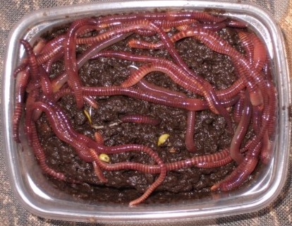 Файл:Хранение навозных червей.jpg