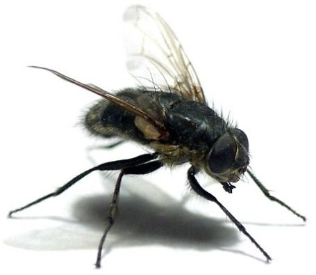 Файл:Муха наживки.jpg