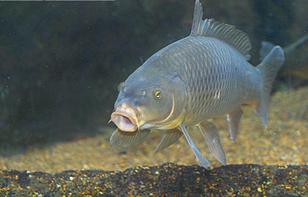 Образ жизни карпа.jpg