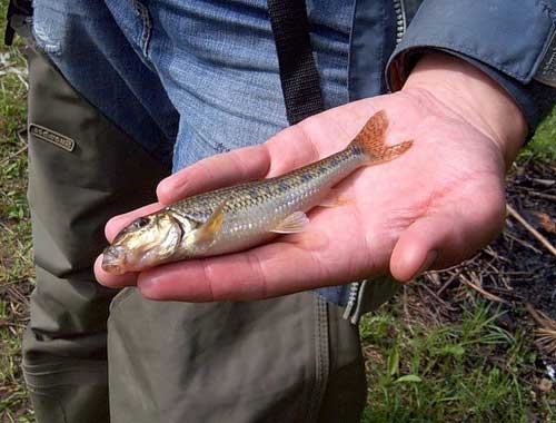 Файл:Ловля пескарей.jpg