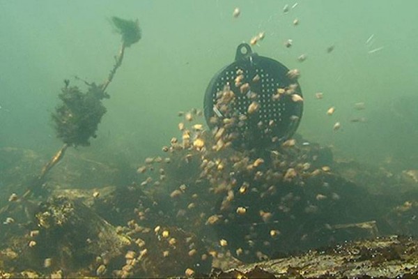 Файл:Техника приваживания.jpg