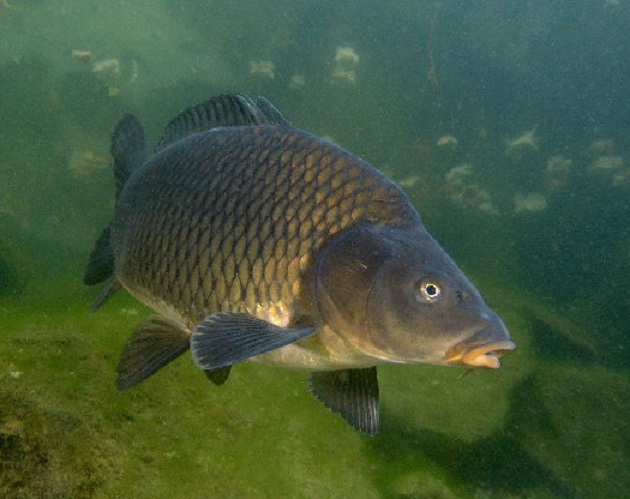 Файл:Образ жизни сазана.jpg