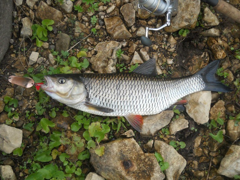 Файл:Голавль на колеблющуюся блесну.jpg