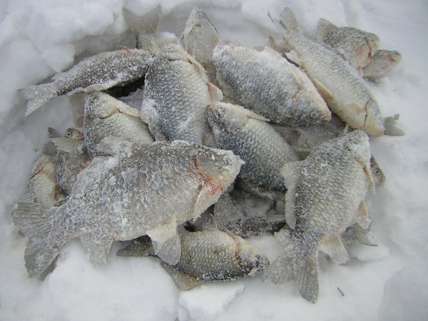 Файл:Зимняя рыбалка в Курганской области.jpg