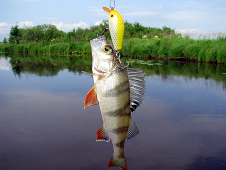 Ловля окуня на воблер.jpg