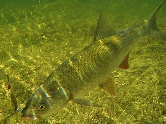 Файл:Пойманный жерех в водоеме.jpg