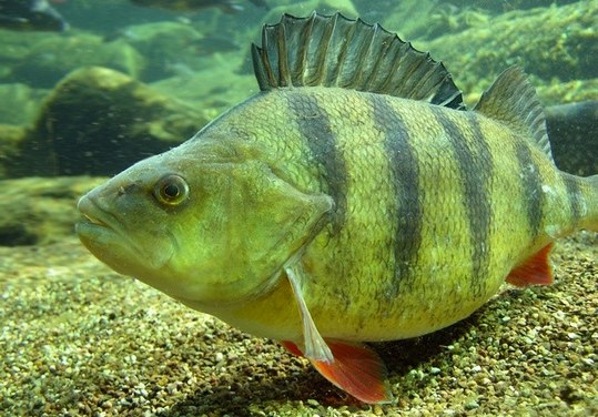 Файл:Фото окуня в водоеме.jpg