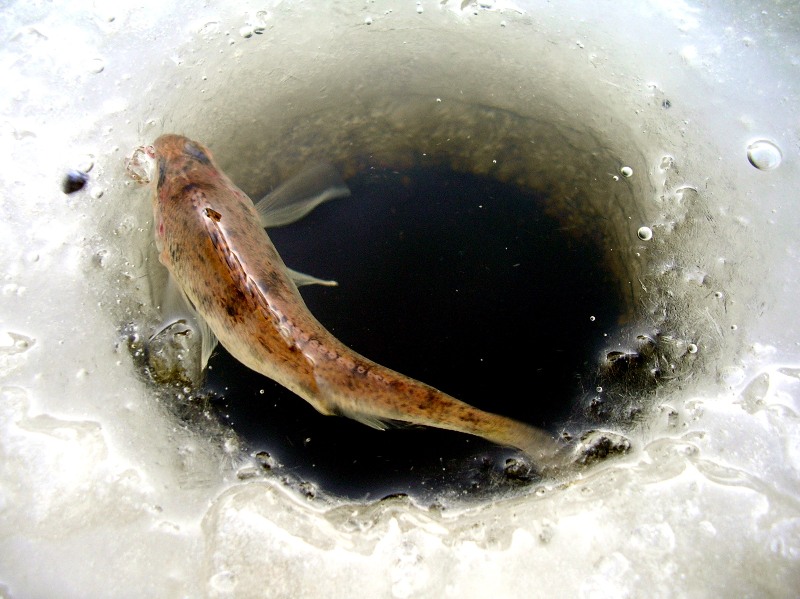 Файл:Ловля ерша зимой.jpg