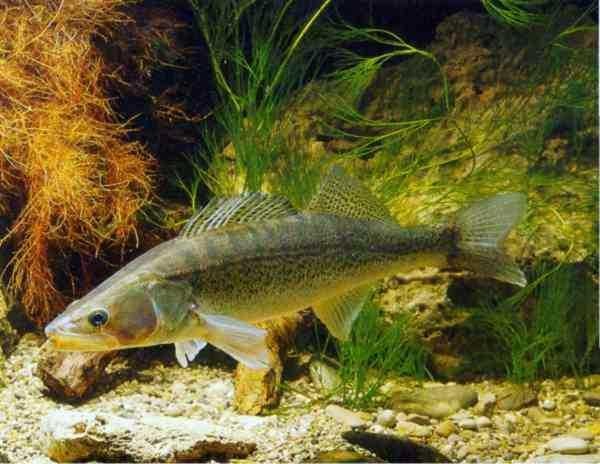 Файл:Образ жизни судака.jpg